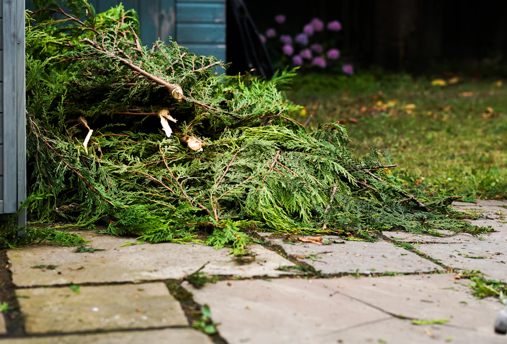 Déchets de jardin et végétaux destinés à être évacués